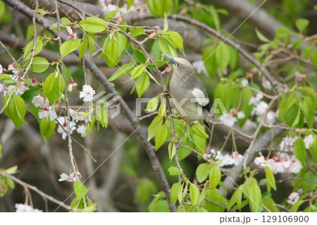 桜とカラムクドリ 桜とカラムクドリ 129106900