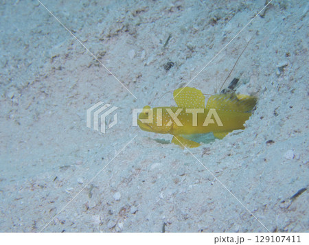 ギンガハゼ銀河のような模様のハゼ 129107411