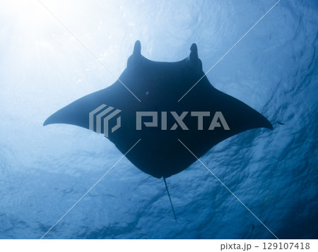 マンタの逆光シルエット マンタの逆光シルエット 129107418