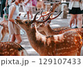 鹿が鹿せんべいを欲しがっています 129107433