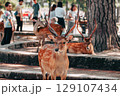 観光客を見つめる鹿 129107434
