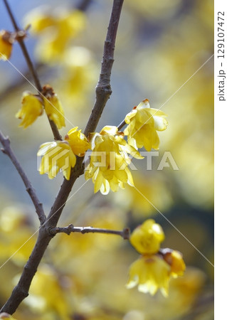 黄色いロウバイの花 129107472