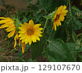 ヒマワリ 129107670