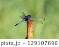シオカラトンボ 129107696