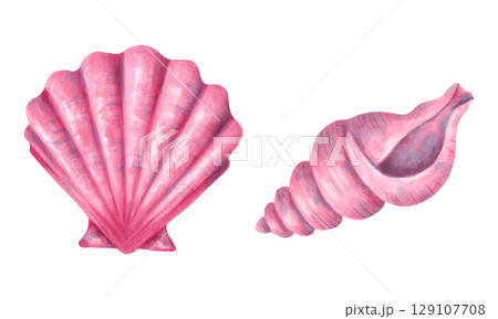Scallop shell and spiral conch. Hand drawn shell clip art, isolated. Watercolor and marker illustration. Wild underwater life. Shell for menu, children's room, tourism, guidebook. Exotic ocean fauna. 129107708