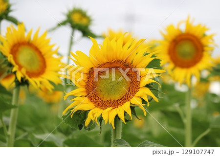 田舎の夏　元気に咲くひまわり 129107747