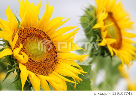 田舎の夏　元気に咲くひまわり 129107748