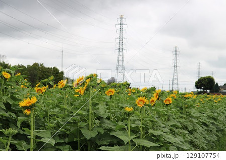 田舎の夏　元気に咲くひまわり 129107754