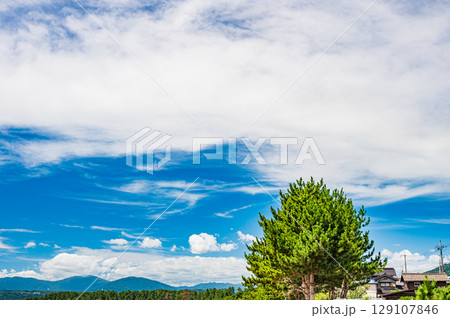 琵琶湖風景 滋賀県高島市知内浜の松 琵琶湖風景 滋賀県高島市知内浜の松 129107846