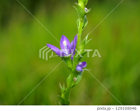 初夏の荒川河川敷に咲くキキョウソウの紫の花 初夏の荒川河川敷に咲くキキョウソウの紫の花 129108046