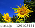 夏の風景　青い空とひまわり 129108431