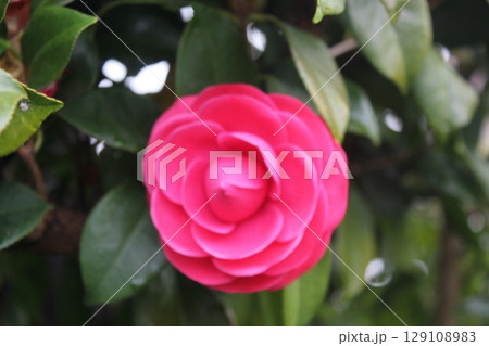 雪の華 つばき 雪の華 つばき 129108983