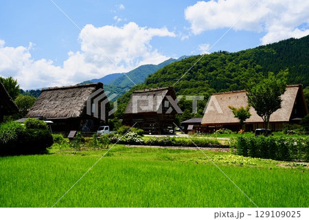 夏の白川郷と合掌造り 129109025