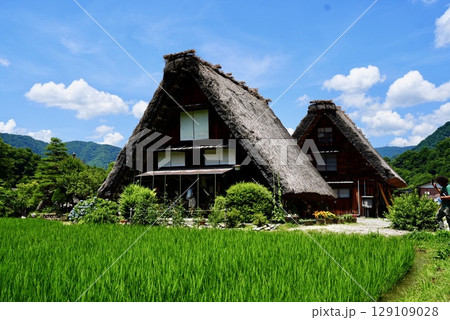 夏の白川郷と合掌造り 129109028