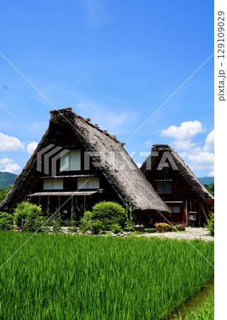 夏の白川郷と合掌造り 129109029