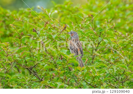 のんびりくつろぐ子育て中のホオアカ 129109040