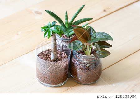 光にあたる観葉植物 129109084