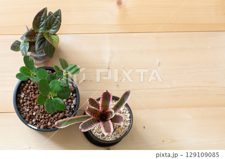 上から撮った観葉植物 129109085