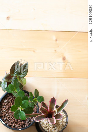 上から撮った観葉植物 上から撮った観葉植物 129109086