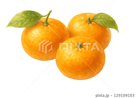 みかん3個の水彩イラスト(切り抜き) みかん3個の水彩イラスト(切り抜き) 129109103