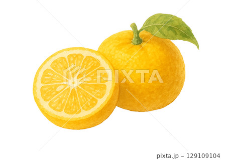 ゆずと断面の水彩イラスト(切り抜き) ゆずと断面の水彩イラスト(切り抜き) 129109104