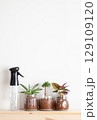 観葉植物の栽培 129109120