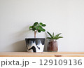 部屋の壁に並んだ植物 129109136