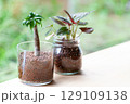庭が見える窓に並んだ観葉植物 129109138