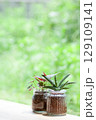 庭が見える窓に並んだ観葉植物 129109141