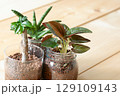光にあたる観葉植物 129109143