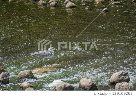 川の中でエサを探すアオサギ 枚方市天野川 川の中でエサを探すアオサギ 枚方市天野川 129109265