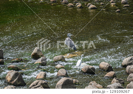 アオサギとコサギ 枚方市天野川 アオサギとコサギ 枚方市天野川 129109267