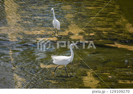 シラサギ(コサギ) 枚方市天野川 シラサギ(コサギ) 枚方市天野川 129109270