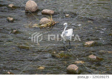 川の中でエサを探すシラサギ（コサギ）　枚方市天野川 129109275