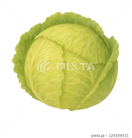キャベツの水彩イラスト（切り抜き） 129109311