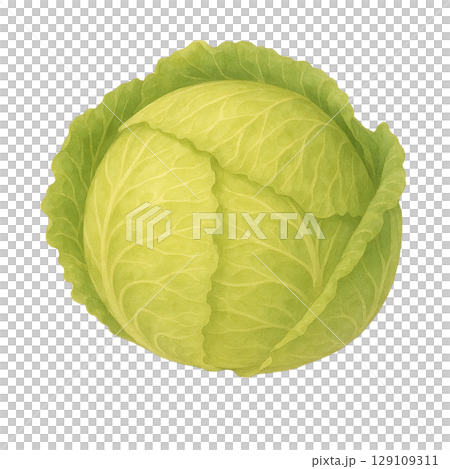 キャベツの水彩イラスト（切り抜き） 129109311