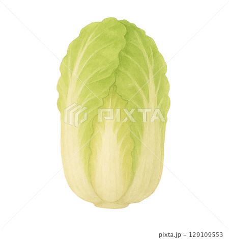 白菜の水彩イラスト（切り抜き） 129109553