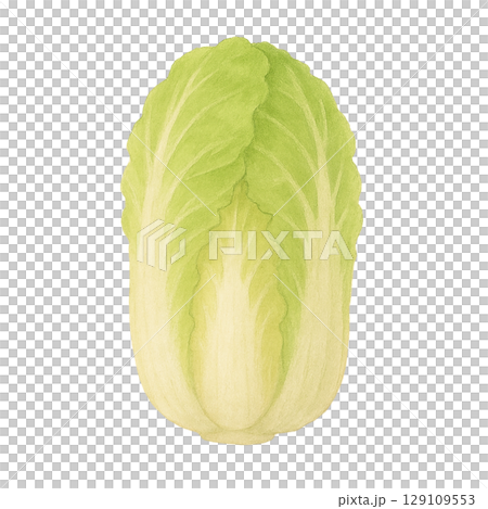 白菜の水彩イラスト（切り抜き） 129109553