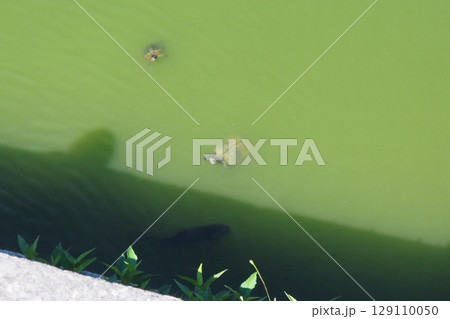 萩城(山口県)の堀を泳ぐ亀の姿 萩城(山口県)の堀を泳ぐ亀の姿 129110050