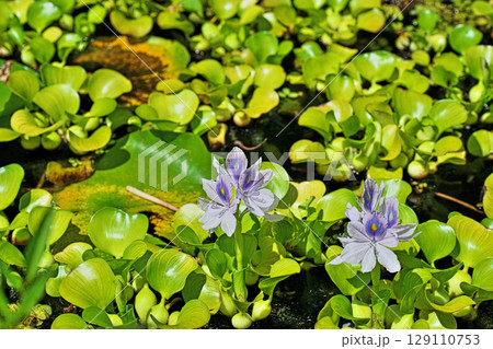 薄紫色のホテイアオイの花（夏、七月） 129110753