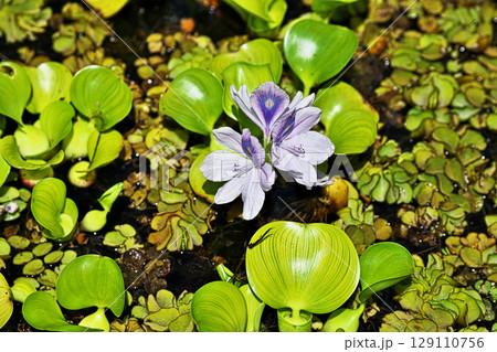 薄紫色のホテイアオイの花（夏、七月） 129110756