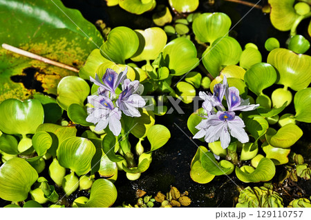 薄紫色のホテイアオイの花(夏、七月) 薄紫色のホテイアオイの花(夏、七月) 129110757