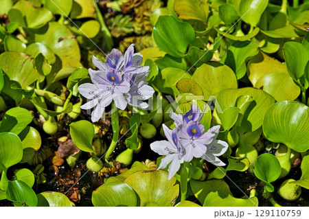 薄紫色のホテイアオイの花（夏、七月） 129110759
