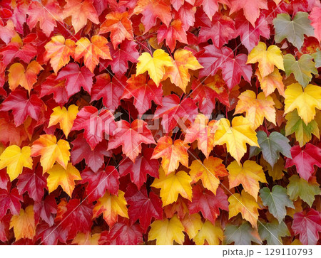 壁一面の紅葉 129110793
