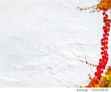白いモルタルの壁と赤い蔦 129110818