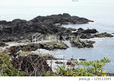 伊豆半島 爪木崎 俵磯 伊豆半島 爪木崎 俵磯 129111045