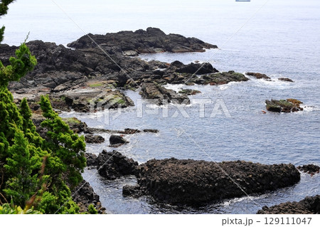 伊豆半島　爪木崎　俵磯 129111047
