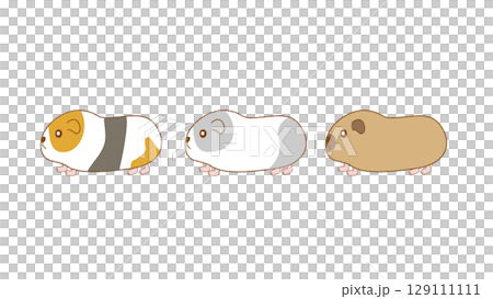 複数のモルモットが列を作り歩く可愛いイラスト 129111111