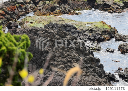 伊豆半島 爪木崎 俵磯 伊豆半島 爪木崎 俵磯 129111378