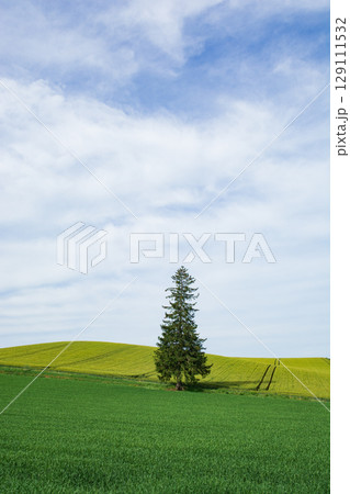 美瑛 クリスマスツリーの木 美瑛 クリスマスツリーの木 129111532